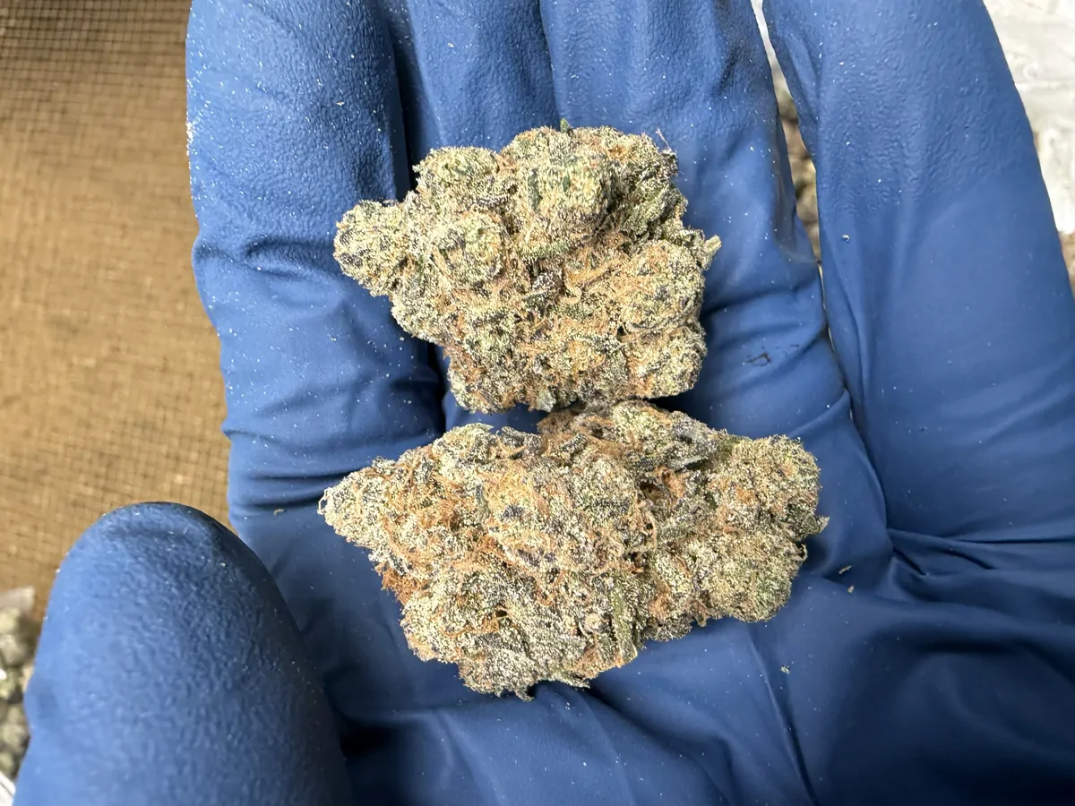 Grape Gas Flower